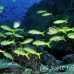 goatfish_yellowtailed_dar_h_0036_ecu0804.jpg